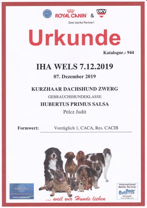 2019.12.07._iha_wels_urkunde_salsa.jpg